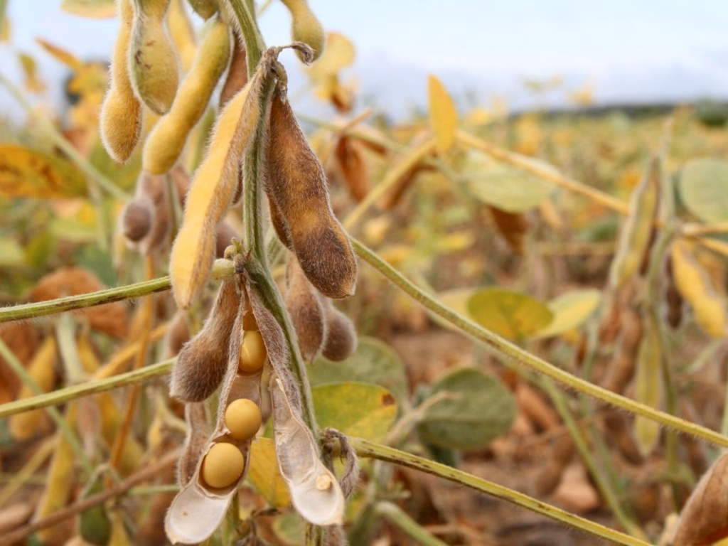 Com 87% da área colhida, RS já registra safra recorde