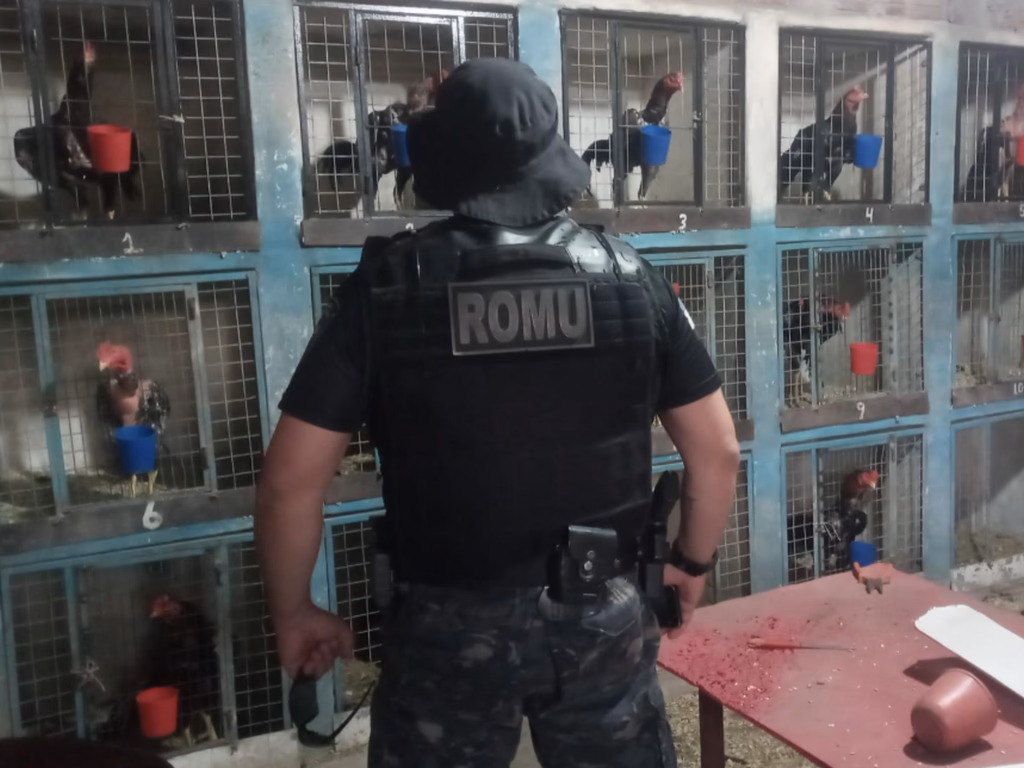 Criadouro de galos de rinha e arena são descobertos na União das Vilas