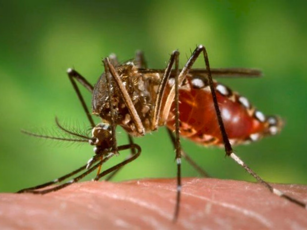 Uruguaiana está em estado de alerta para a dengue