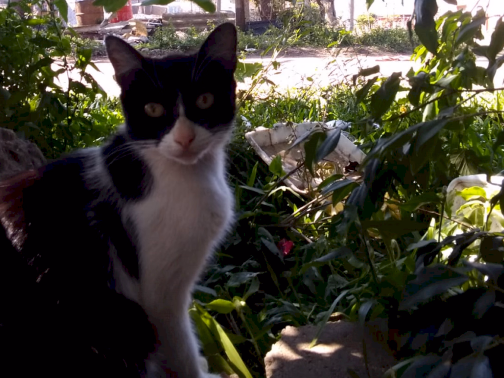 Campanha promove adoção de animais no jogo da Celemaster