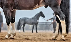 Prefeitura de Porto Alegre propõe liberação gradual de público nos estádios na próxima semana