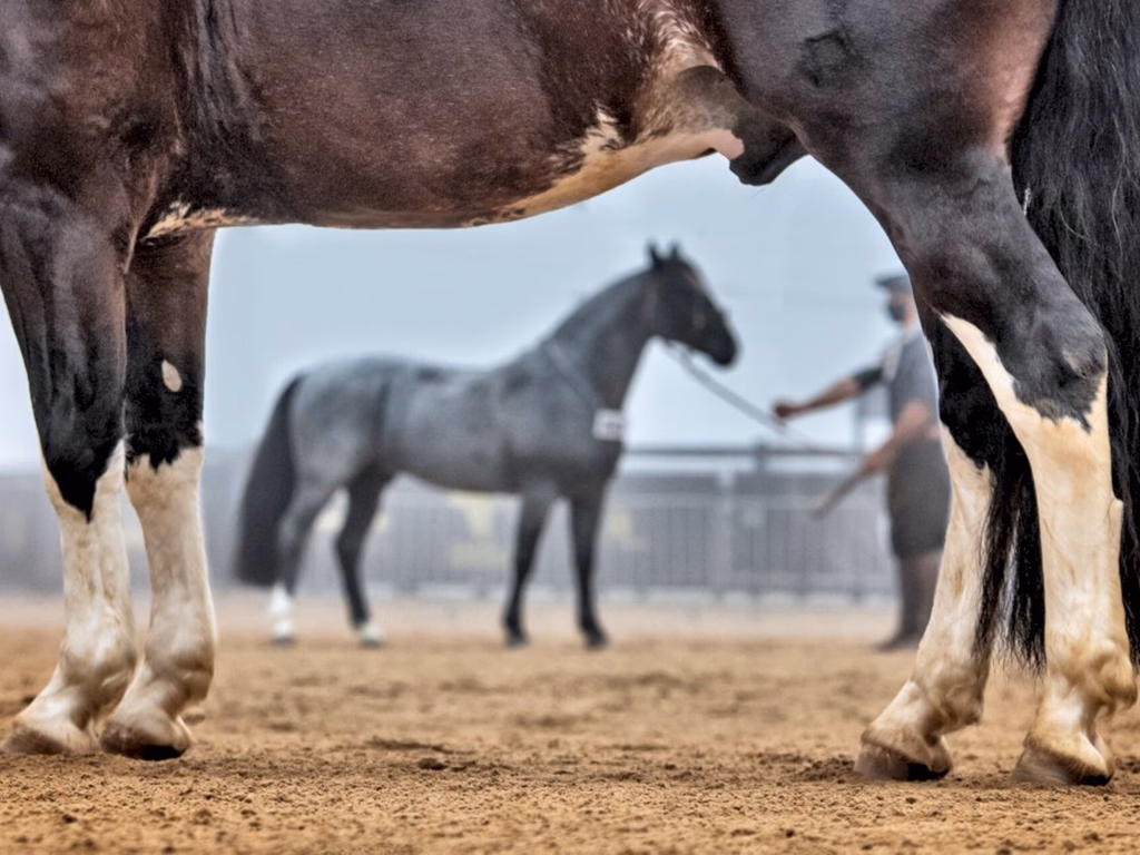 Prévia Morfológica 1 termina com 103 animais pré-aprovados em Esteio