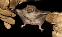 Município recebe alerta do Estado sobre raiva herbívora