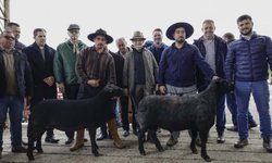 Ovinos Texel de Tupanciretã são os primeiros a chegar à Expointer