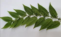 Mortes aumentaram 62% entre mulheres de 15 a 49 anos