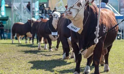 Brasil reafirma protagonismo global no 9º Congresso Mundial Braford