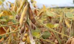 Safra de arroz bate recorde em produtividade