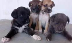 Uruguaiana terá nova feira de adoção de cães