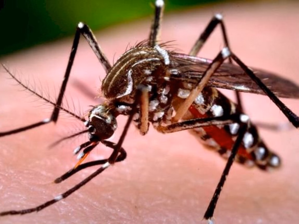 Uruguaiana tem 38 casos notificados de dengue