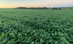 Arrozeiros colhem mais de 12 mil hectares na primeira semana