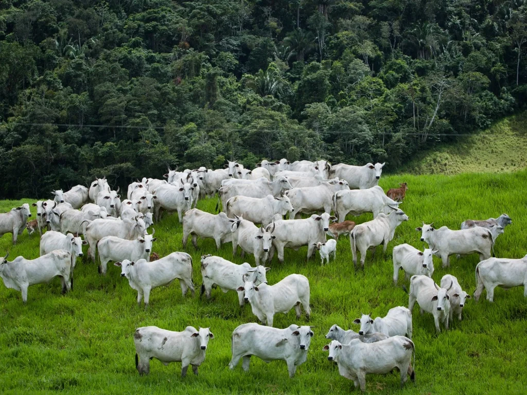 Exame no Canadá confirma que caso de Vaca Louca é atípico