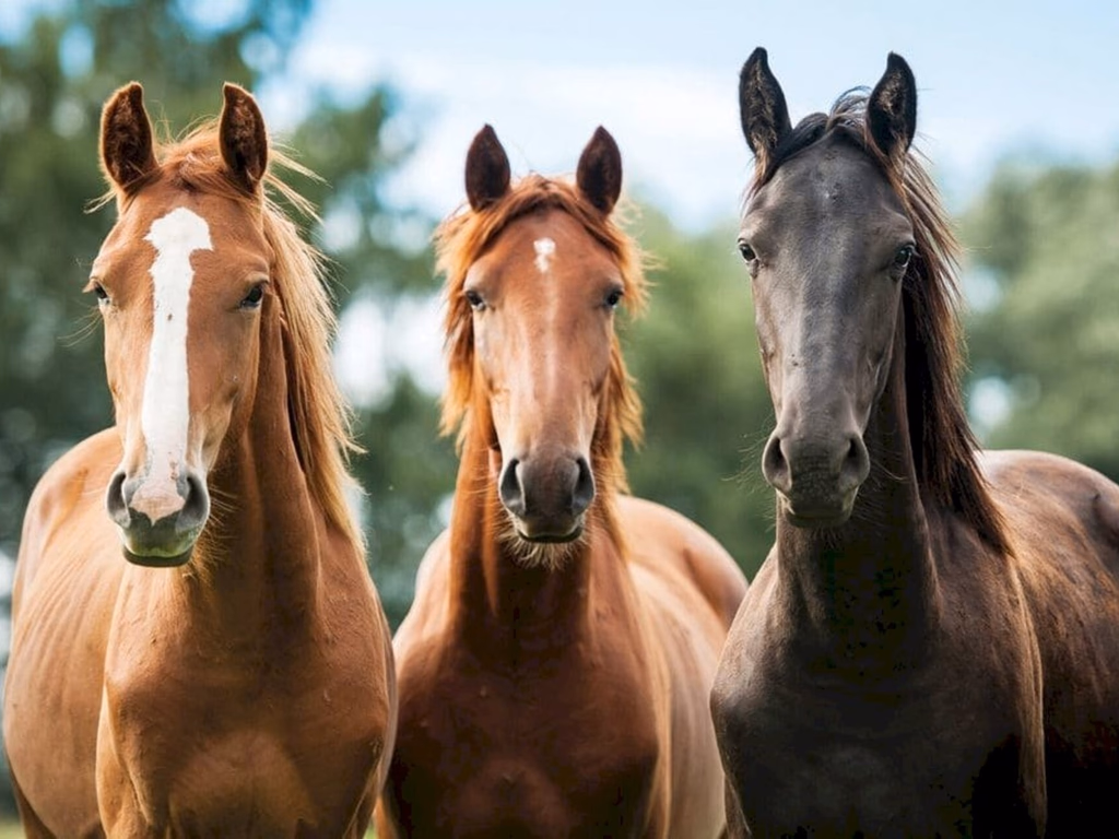 Curso para diagnóstico de mormo é adiado