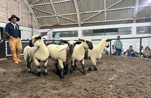 Agrovino fecha 18ª edição com R$ 1,416 milhão movimentados em negócios