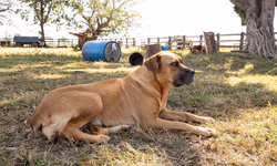 Cena Livre 2025: confira a programação de quarta a sábado em Uruguaiana