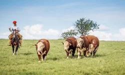 Seapa suspende multa para quem perdeu prazo de vacinação