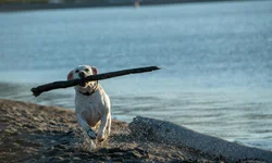 Caminhadas históricas já tem datas para o primeiro trimestre