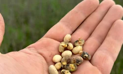 Colheita avança com fronteira oeste na liderança