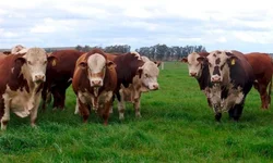 Gasolina fica 5% mais cara neste sábado