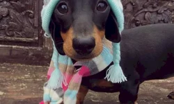 Nova variante é identificada no RS