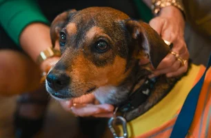Uruguaiana avalia adesão a fundo para proteção animal