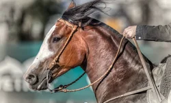 Celemaster estreia na Liga Gaúcha em clássico em Uruguaiana