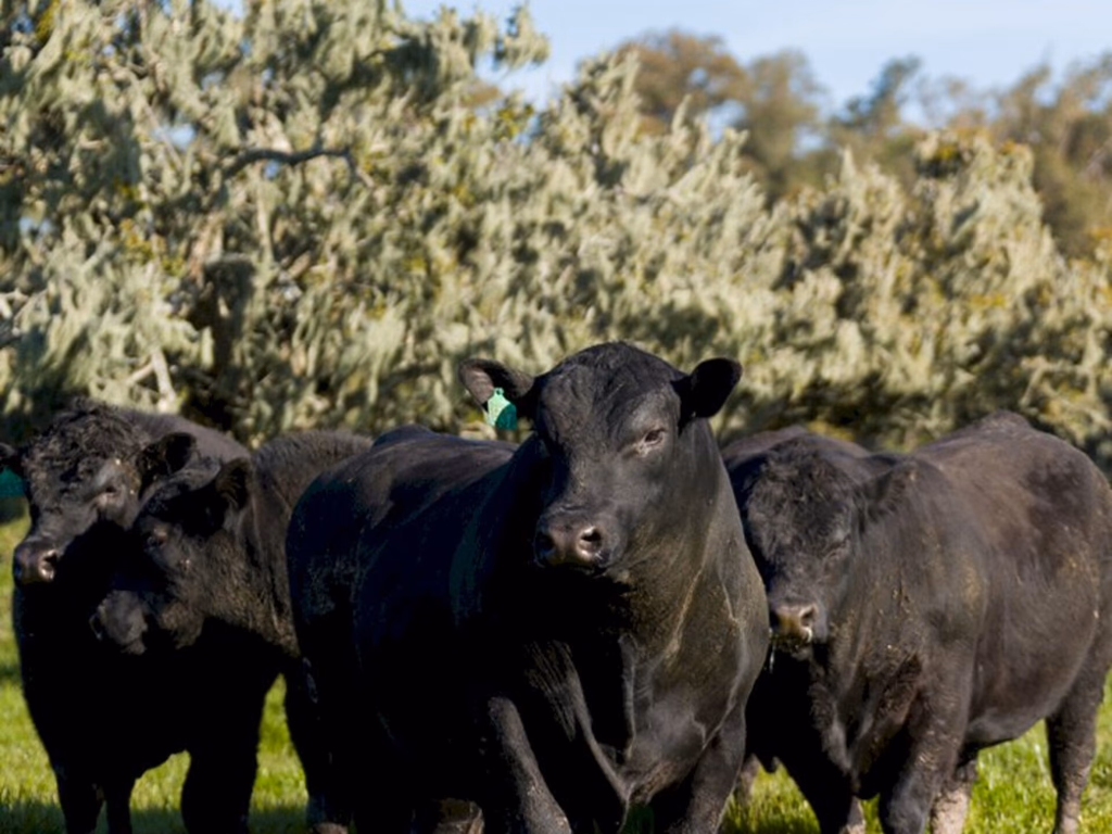 Angus lançará manual de sustentabilidade na Expointer