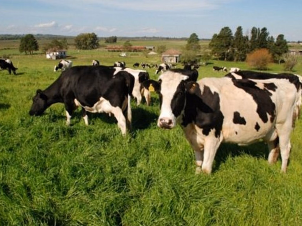 Prorrogado prazo para inscrição no programa de Sementes Forrageiras de inverno e verão