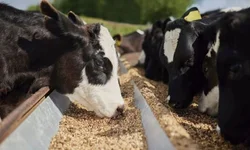 Vencimento por final de placas começa na segunda-feira