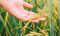 ABCCC inicia calendário de provas do Cavalo Crioulo 2025