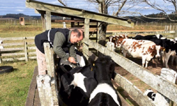 Criado manual de recomendações para frigoríficos