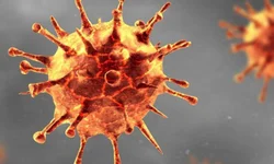 Estudo aponta prevalência da variante P.1 em casos de coronavírus no RS