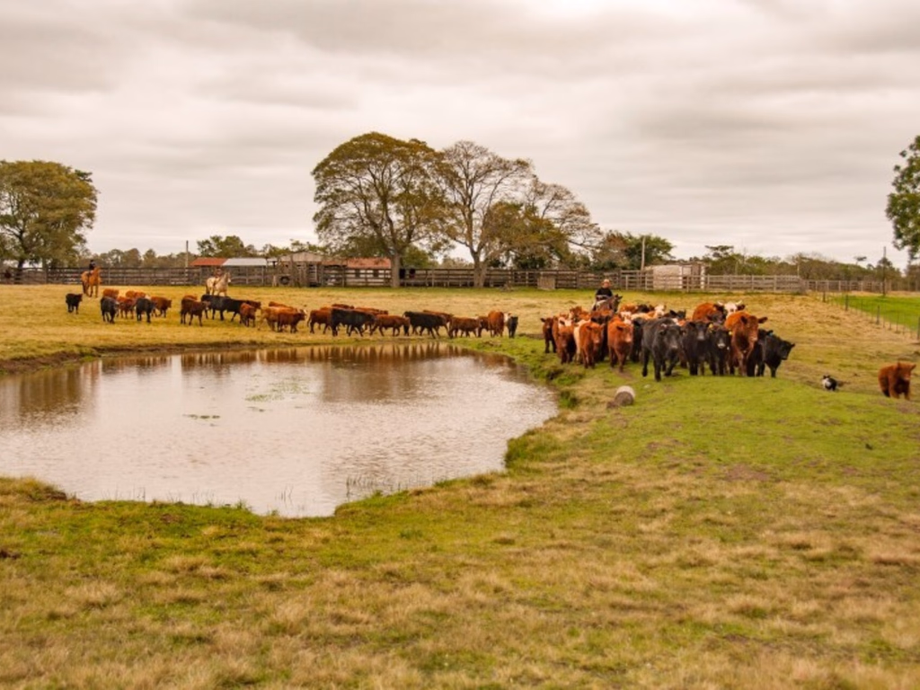 Abigeato caiu 80% em Uruguaiana no mês de junho