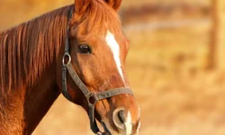 Equipes de Uruguaiana participam das finais do Jirgs