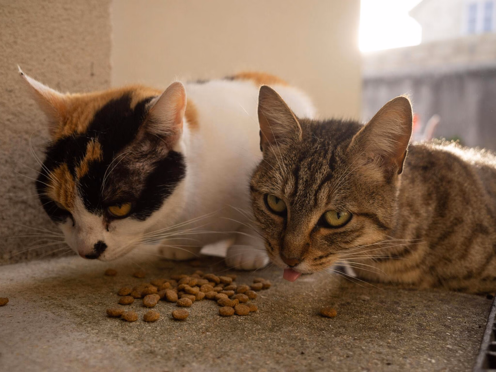 PL visa adotar ingresso solidário com doação de ração em eventos