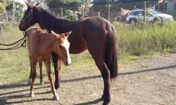 PRF apreende 17,5 mil maços de cigarros contrabandeados