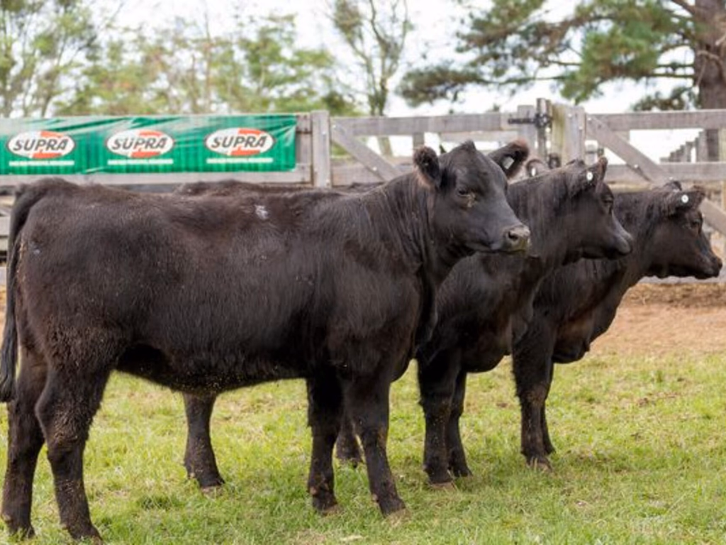 Melhoradores de rebanho Angus são destaque em Expofeira centenária de Bagé