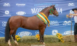 Uruguai seleciona os melhores exemplares para o Freio de Ouro