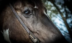 Veterinários questionam prorrogação de instrução sobre Influenza Equina