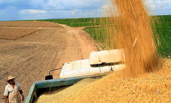 Safra de arroz bate recorde em produtividade