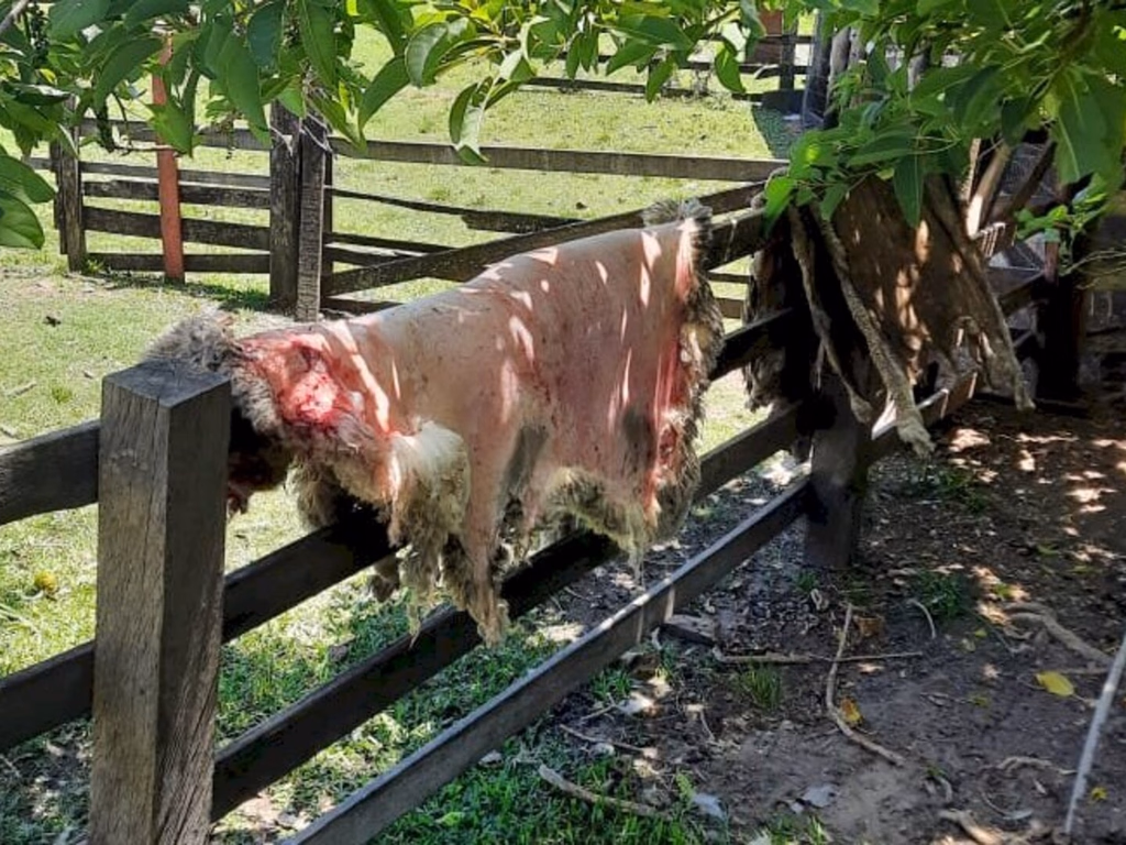 PC apreende 140 kg de carne imprópria para consumo