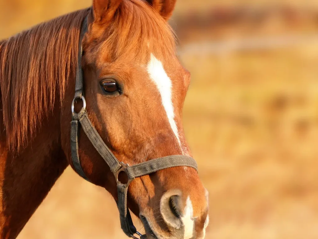 Uruguaiana recebe alerta de doença equina