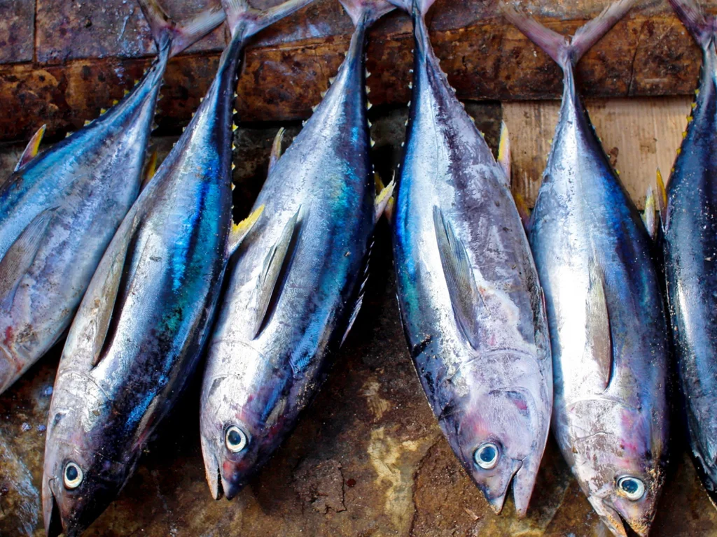 Feira do Peixe 2025 começa dia 16