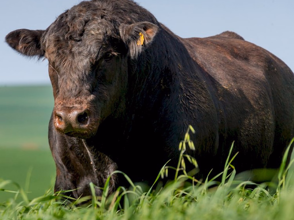 Angus viabiliza suporte técnico para criadores pós-venda