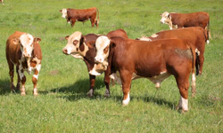 Inicia fase de adaptação da Prova de Eficiência Alimentar 2022