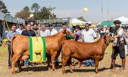 Freio Jovem encerra programação do Cavalo Crioulo na Expointer