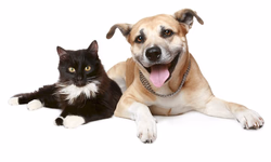 Fumaça australiana chega a Uruguaiana