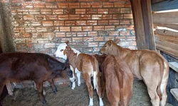 Homem condenado a 54 anos de prisão por matar a companheira grávida