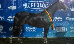 Celemaster disputa vaga na final da Copa Gaúcha em casa