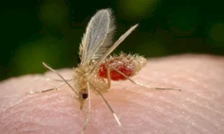 Nova variante é descoberta na França