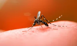 Rio Uruguai está recuando em Uruguaiana